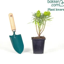 Euphorbe characias Black Pearl - Feuillage graphique toute l'année