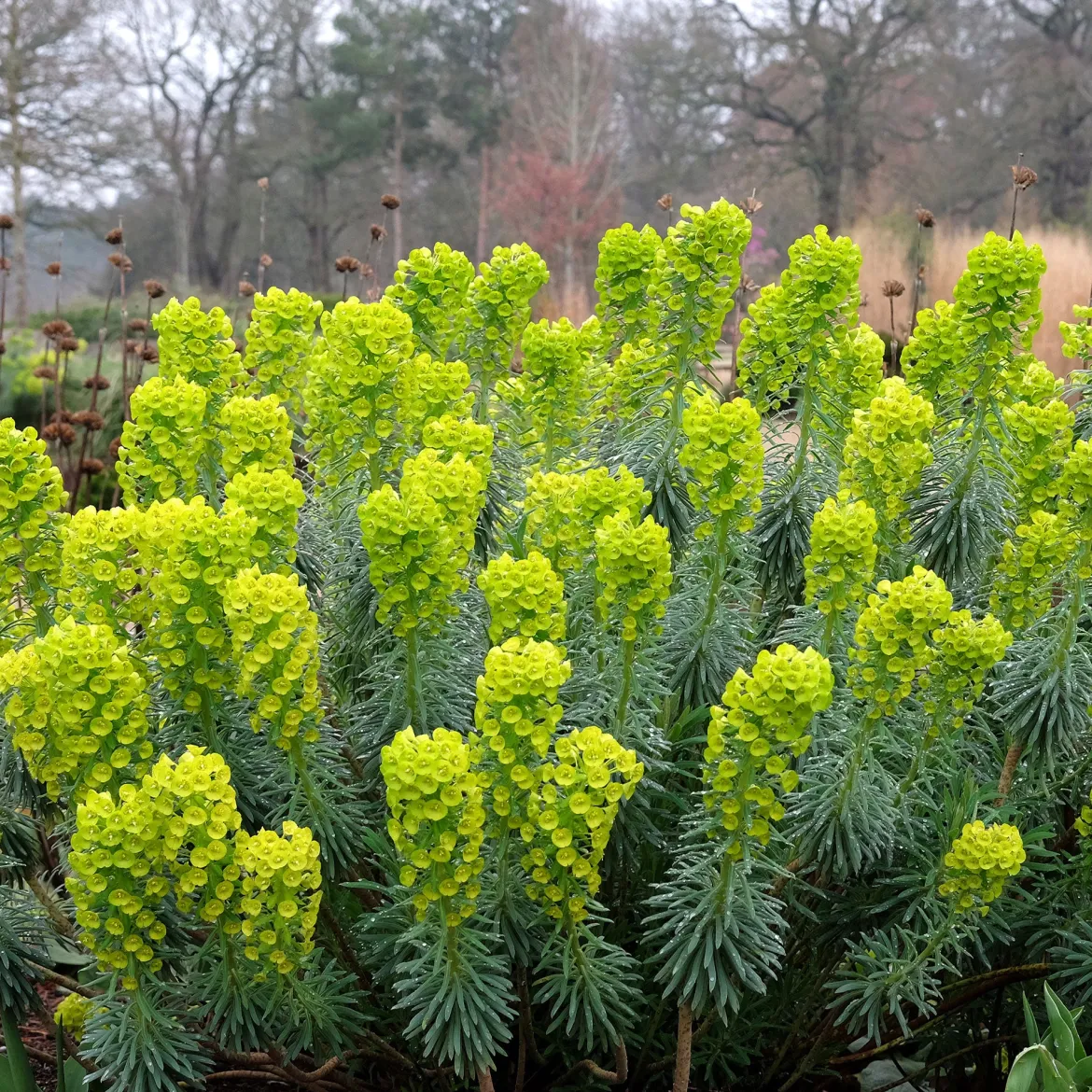 Euphorbe characias Blue Wonder - Du bleu qui résiste à tout