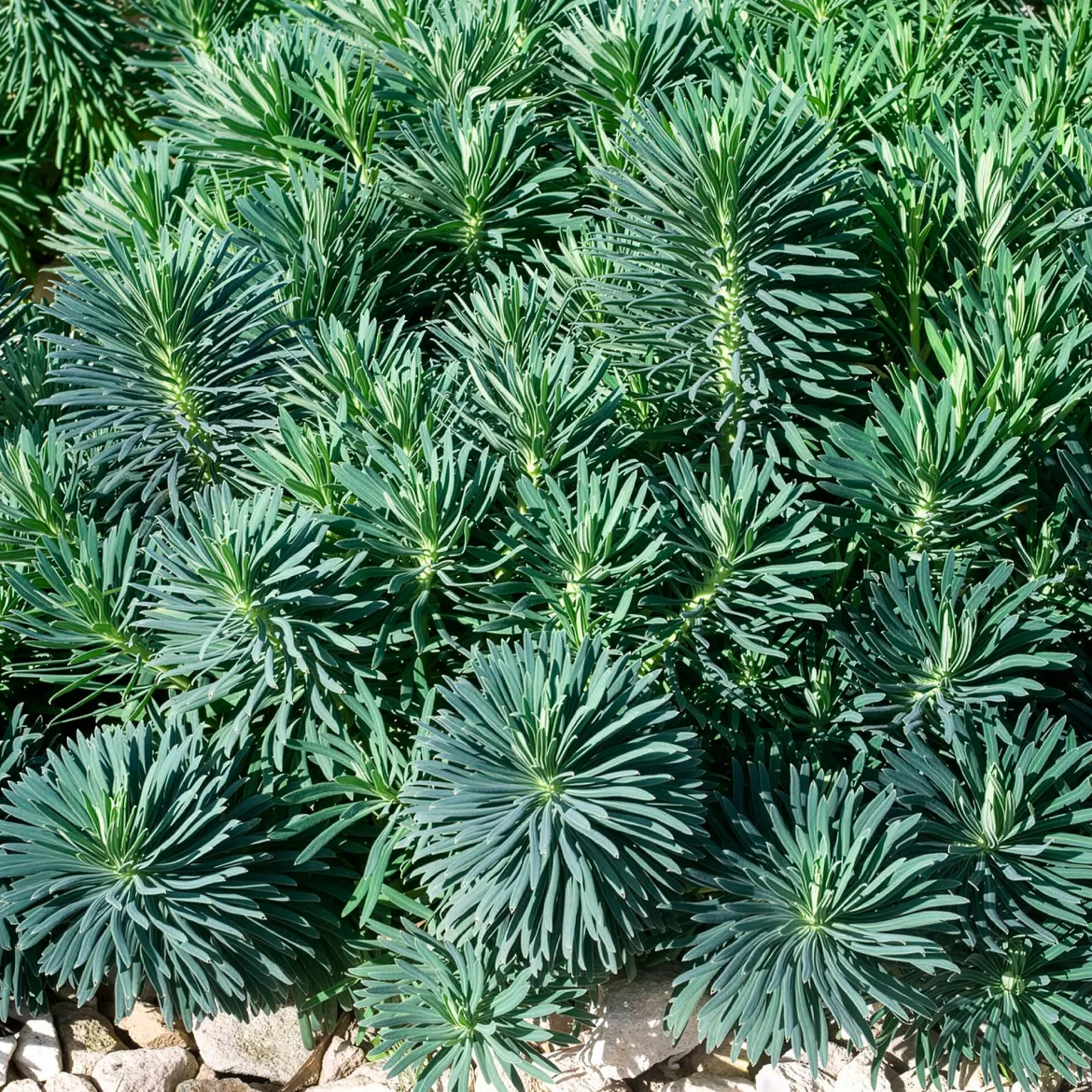 Euphorbe characias Blue Wonder - Du bleu qui résiste à tout