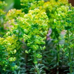 Euphorbe characias Blue Wonder - Du bleu qui résiste à tout