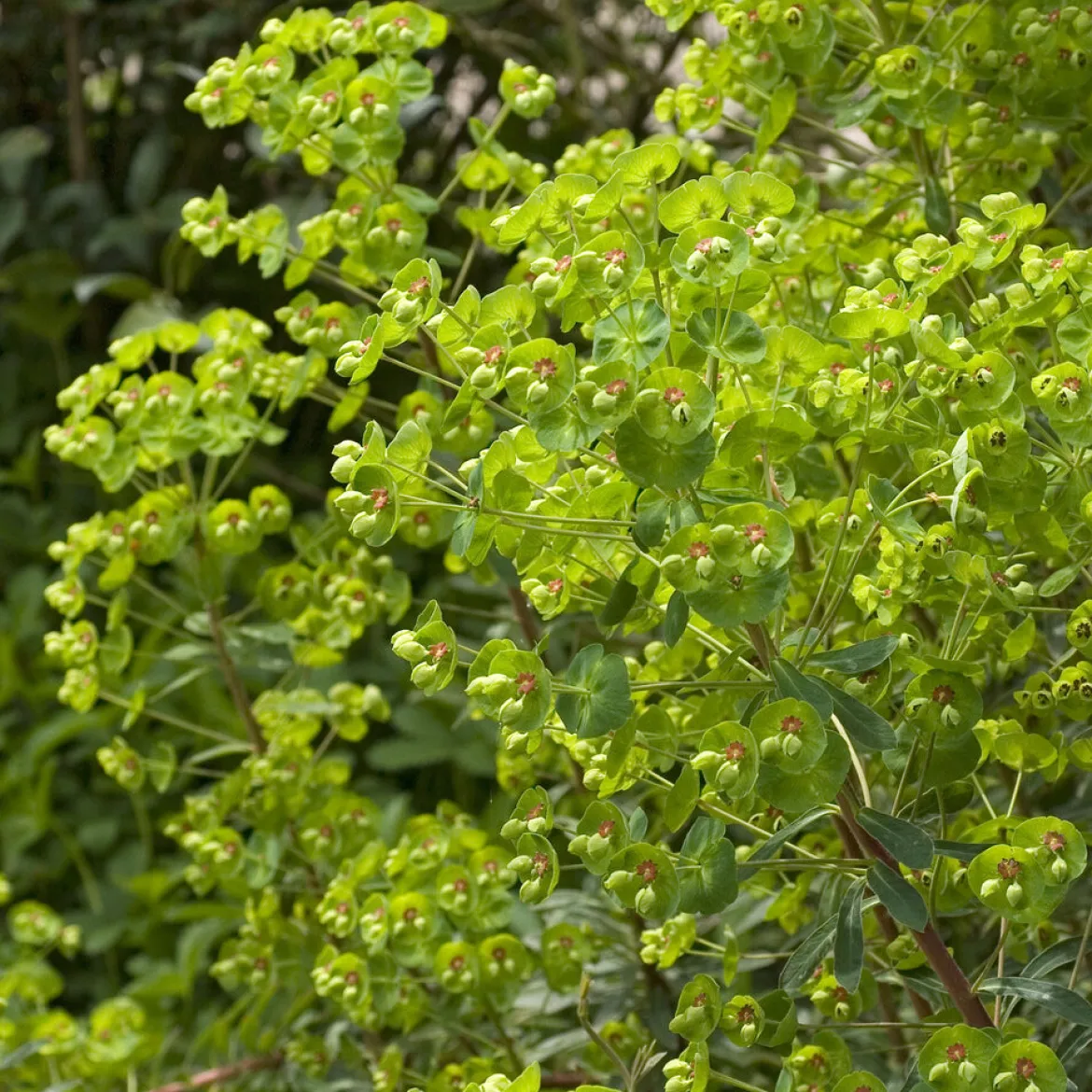 Euphorbe de Martin - Verte toute l'année sans effort
