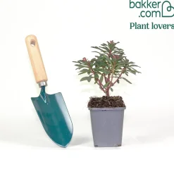 Euphorbe des bois pourpre - Feuillage pourpre toute l'année