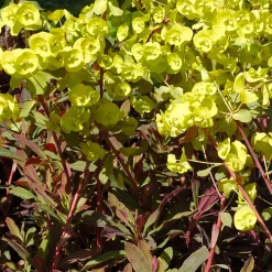 Euphorbe des bois pourpre - Feuillage pourpre toute l'année