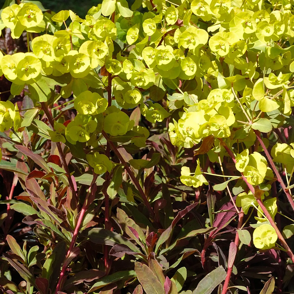 Euphorbe des bois pourpre - Feuillage pourpre toute l'année