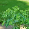 Euphorbe des Jardins - Epurge - L'anti-taupe qui décore