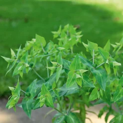 Euphorbe des Jardins - Epurge - L'anti-taupe qui décore