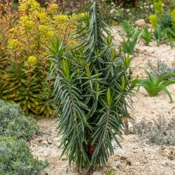 Euphorbe des Jardins - Epurge - L'anti-taupe qui décore