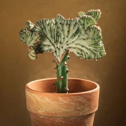 Euphorbe Euphorbia 'Cristata' - La sculpture vivante déco