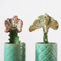 Euphorbe Euphorbia 'Cristata' - La sculpture vivante déco