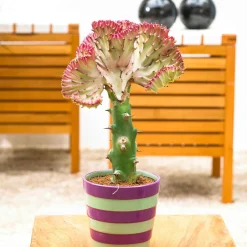 Euphorbe Euphorbia 'Cristata' - La sculpture vivante déco