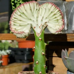 Euphorbe Euphorbia 'Cristata' - La sculpture vivante déco