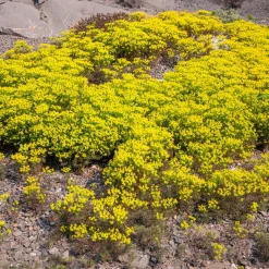 Euphorbe petit-cyprès Clarice Howard - Un tapis doré sans effort