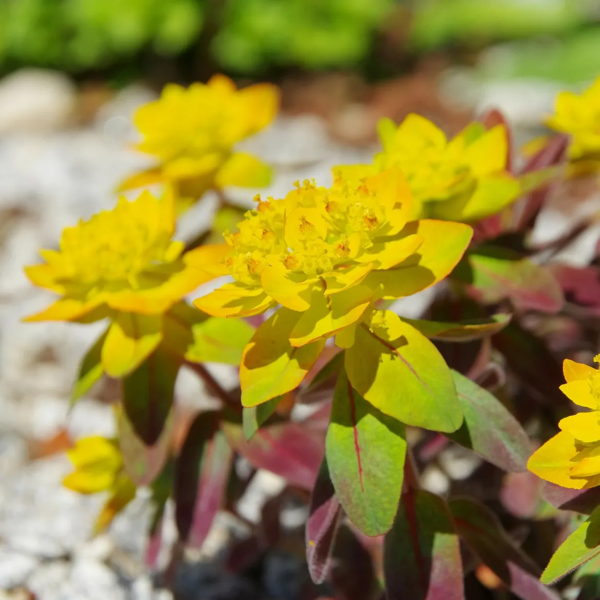 Euphorbe polychrome Purpurea - Le duo pourpre et jaune éclatant