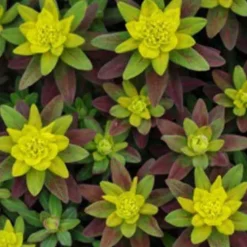 Euphorbe polychrome Purpurea - Le duo pourpre et jaune éclatant