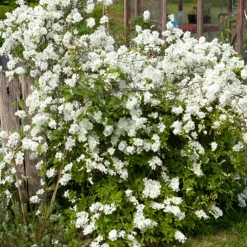 Exochorda macrantha The Bride - Une cascade de fleurs blanches