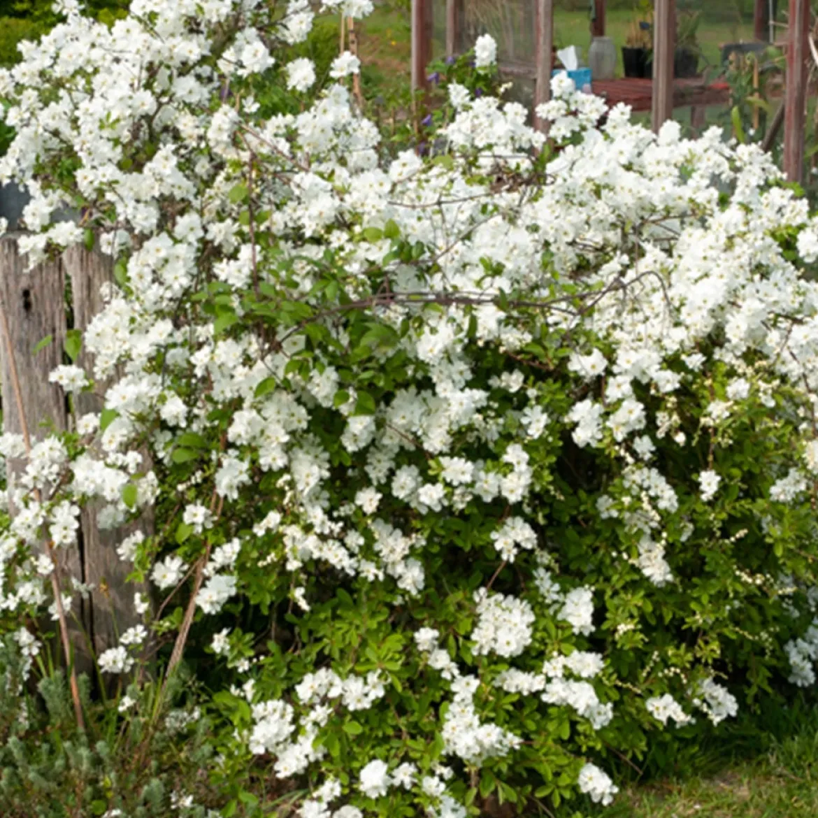 Exochorda macrantha The Bride - Une cascade de fleurs blanches