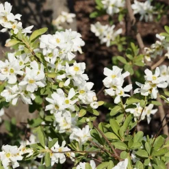 Exochorda macrantha The Bride - Une cascade de fleurs blanches