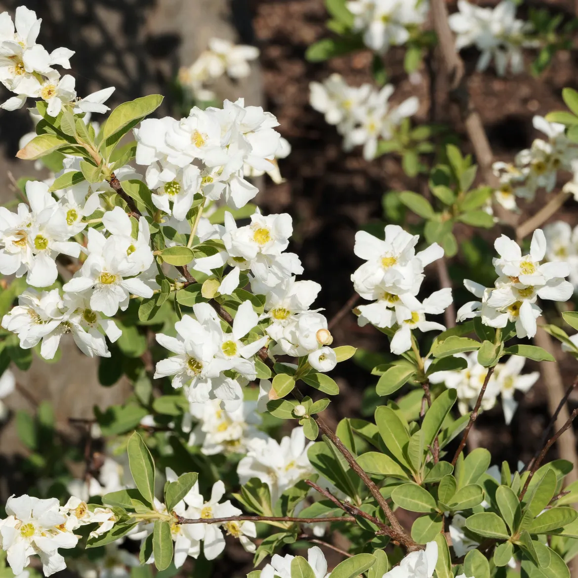 Exochorda macrantha The Bride - Une cascade de fleurs blanches