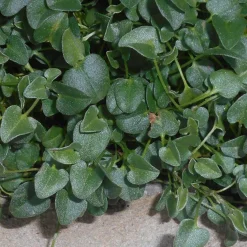 Falkia Repens - Un tapis fleuri sans effort