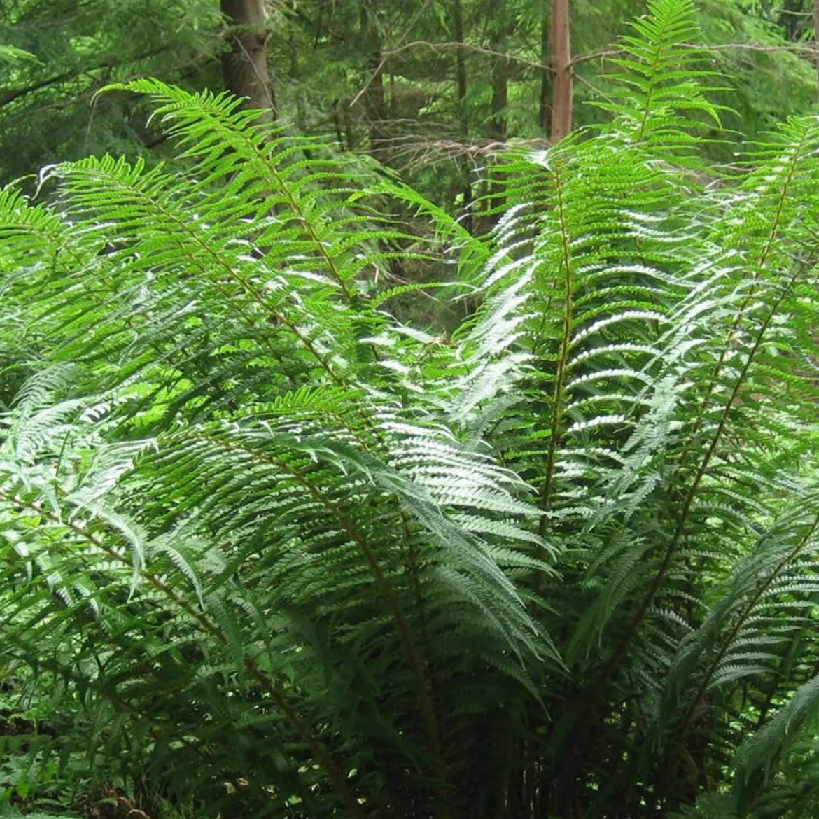 Fausse fougère mâle - Un coin de forêt chez vous