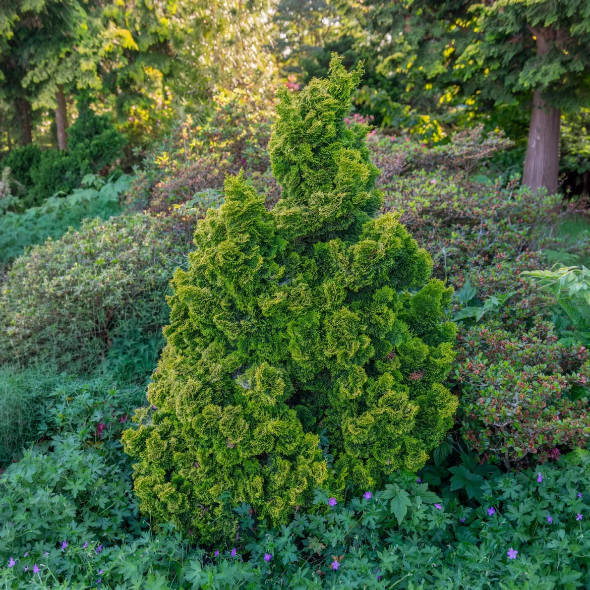 Faux cyprès Hinoki Aurora - Du doré toute l'année