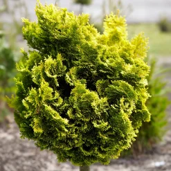 Faux cyprès Hinoki Aurora - Du doré toute l'année