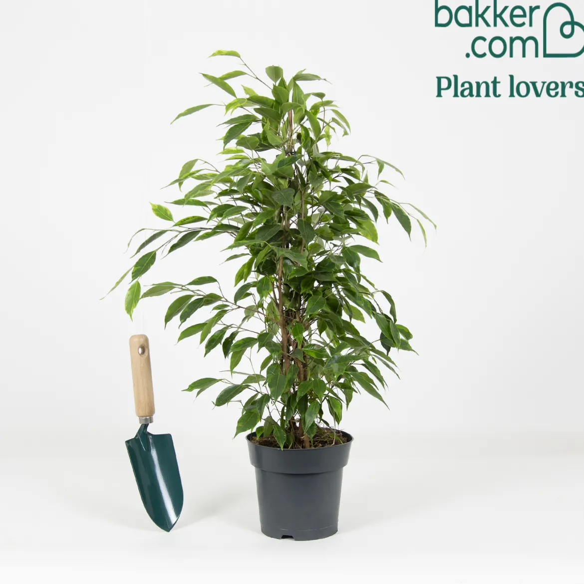 Ficus benjamina Anastasia - Un arbre déco sans effort
