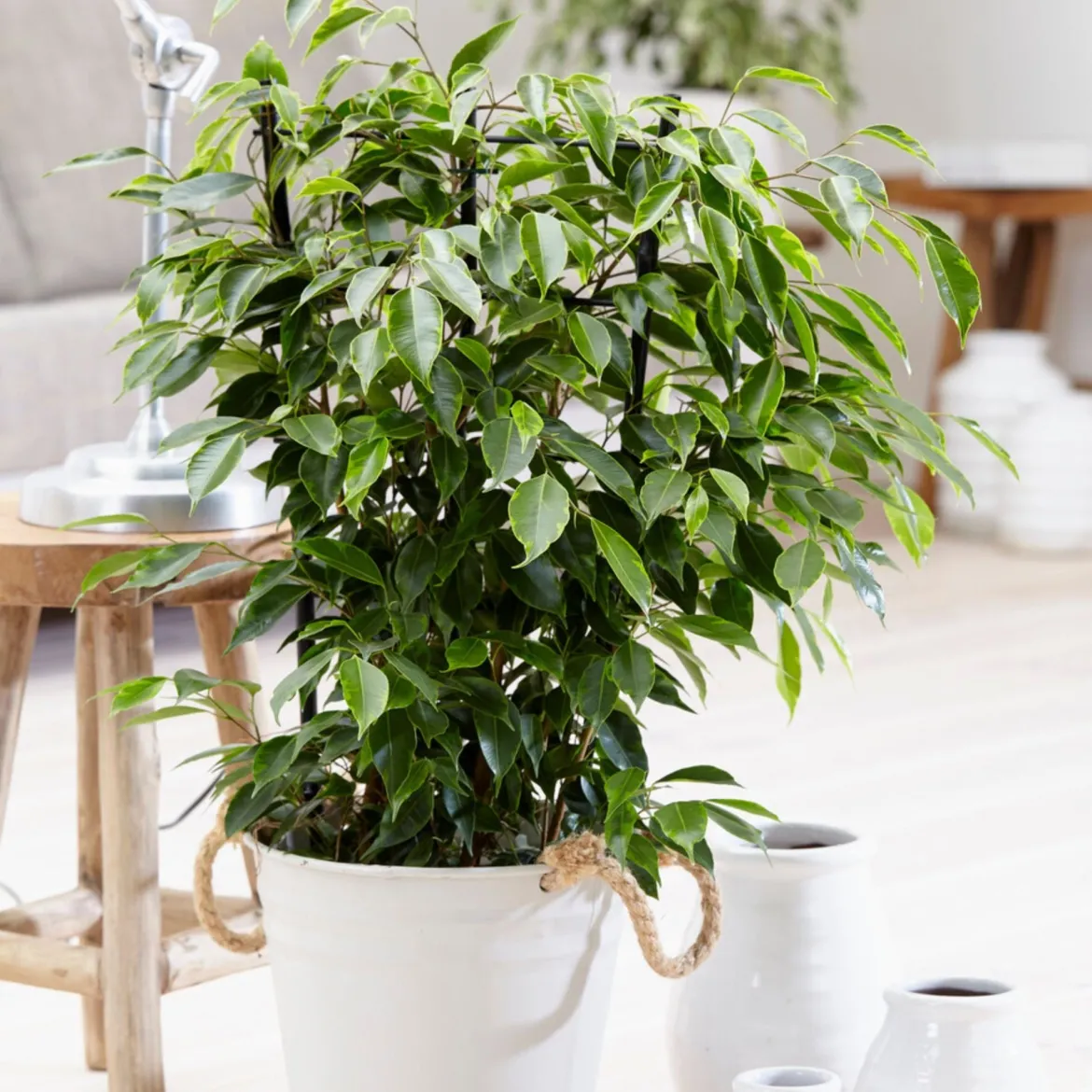 Ficus benjamina Anastasia - Un arbre déco sans effort