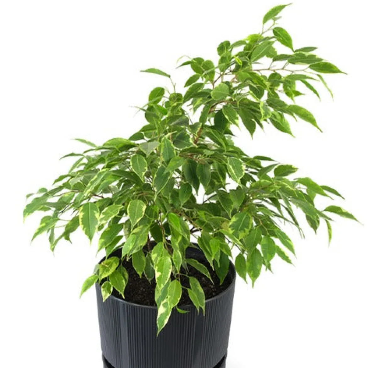 Ficus benjamina Anastasia - Un arbre déco sans effort