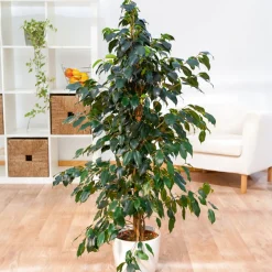Ficus benjamina Danielle - Vert dense toute l'année