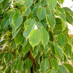 Ficus benjamina Golden King - Vert lumineux toute l'année