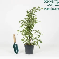 Ficus benjamina Twilight - Feuillage panaché lumineux