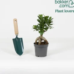Ficus 'Ginseng' - Le bonsaï déco sans effort