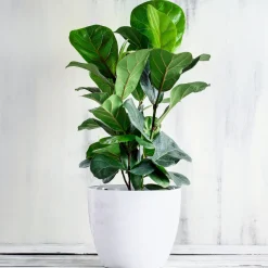 Ficus Lyrata - L'arbre déco du salon