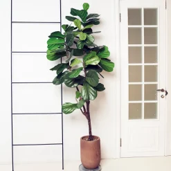 Ficus Lyrata - L'arbre déco du salon