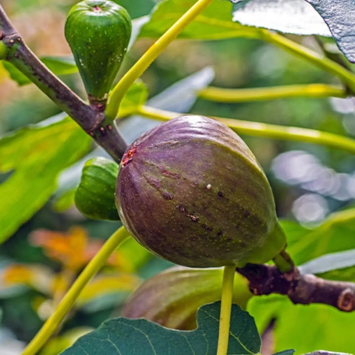 Figuier 'Brown Turkey' - Deux récoltes de figues par an