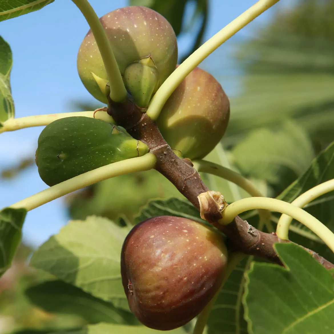 Figuier 'Brown Turkey' - Deux récoltes de figues par an
