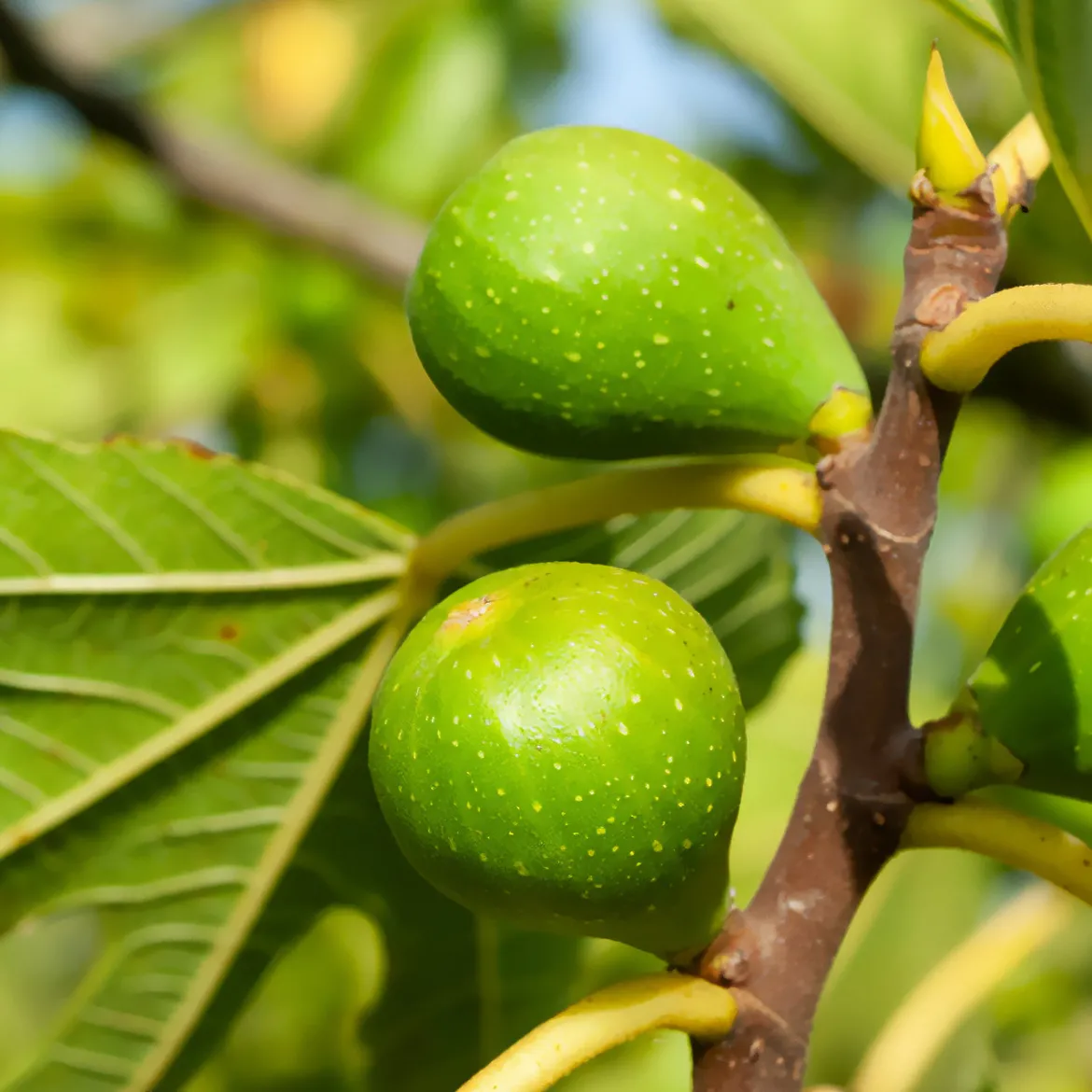Figuier Goutte d'Or - Deux récoltes de figues dorées