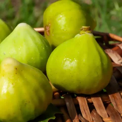 Figuier La Marseillaise - Des figues sucrées au jardin