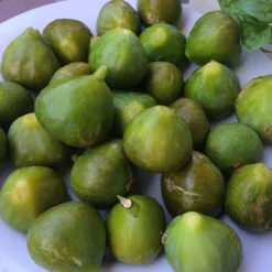 Figuier nain Ficcolino - Des figues même sur balcon