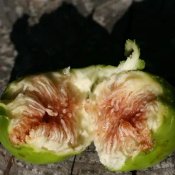 Figuier nain Ficcolino - Des figues même sur balcon