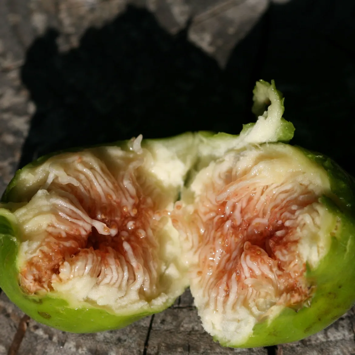 Figuier nain Ficcolino - Des figues même sur balcon