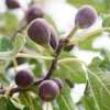 Figuier nain Little Miss Figgy® - Des figues même sur balcon