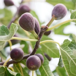 Figuier nain Little Miss Figgy® - Des figues même sur balcon