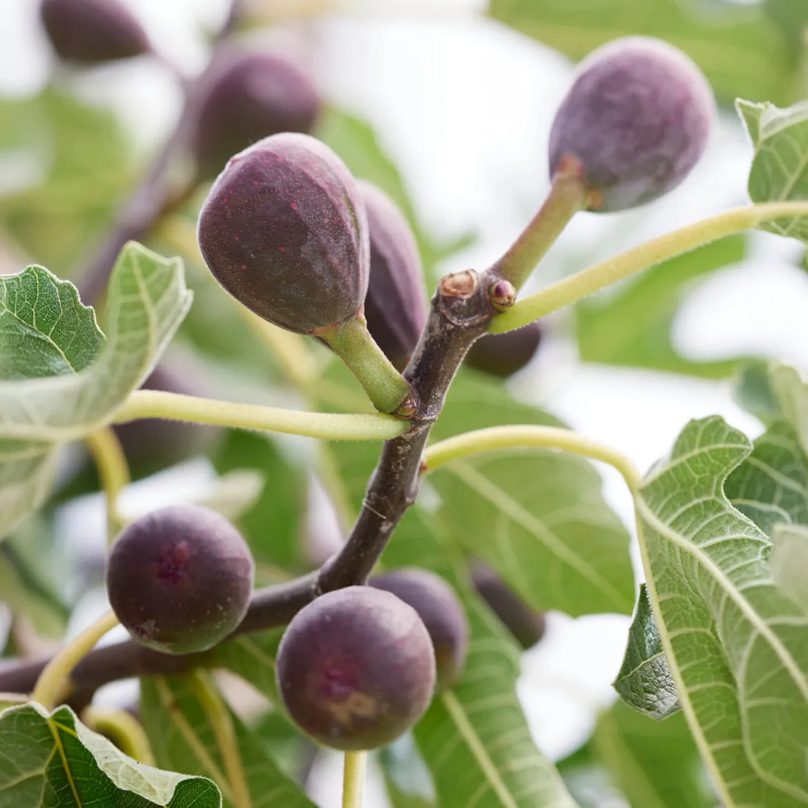 Figuier nain Little Miss Figgy® - Des figues même sur balcon