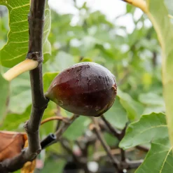 Figuier Noire de Caromb - Des figues sucrées deux fois par an