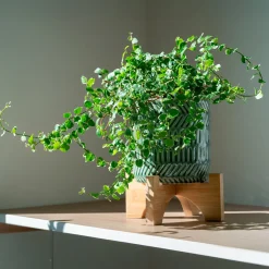 Figuier rampant Ficus pumila 'White Sunny' - Cascade verte et blanche
