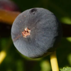 Figuier Ronde de Bordeaux - Des figues sucrées chez vous