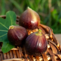 Figuier Ronde de Bordeaux - Des figues sucrées chez vous