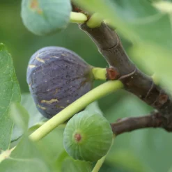 Figuier Rouge de Bordeaux - Des figues sucrées maison